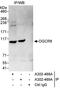 DGCR8 Microprocessor Complex Subunit antibody, A302-469A, Bethyl Labs, Immunoprecipitation image 