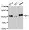 Sp1 Transcription Factor antibody, A3331, ABclonal Technology, Western Blot image 