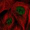 EMC7 antibody, HPA047572, Atlas Antibodies, Immunofluorescence image 