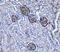 Basigin (Ok Blood Group) antibody, M00248-5, Boster Biological Technology, Immunohistochemistry paraffin image 