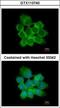 15-PGDH antibody, GTX113740, GeneTex, Immunofluorescence image 