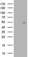 Nudix Hydrolase 12 antibody, CF805581, Origene, Western Blot image 