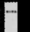 Lymphocyte function-associated antigen 3 antibody, 12409-R185, Sino Biological, Western Blot image 