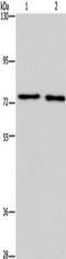 Potassium voltage-gated channel subfamily KQT member 4 antibody, TA351324, Origene, Western Blot image 