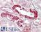 Polo Like Kinase 3 antibody, LS-B10518, Lifespan Biosciences, Immunohistochemistry paraffin image 