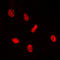 ETS2 Repressor Factor antibody, LS-C358748, Lifespan Biosciences, Immunofluorescence image 