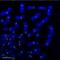 Histone H3-like centromeric protein A antibody, GTX13939, GeneTex, Immunofluorescence image 