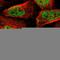 Polyhomeotic-like protein 1 antibody, HPA006973, Atlas Antibodies, Immunofluorescence image 