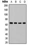 p65 antibody, LS-C368541, Lifespan Biosciences, Western Blot image 