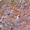 Calnexin antibody, LS-C351910, Lifespan Biosciences, Immunohistochemistry paraffin image 