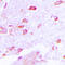 Neuronal Vesicle Trafficking Associated 2 antibody, LS-C354173, Lifespan Biosciences, Immunohistochemistry frozen image 