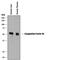 Coagulation Factor VII antibody, AF2338, R&D Systems, Western Blot image 