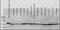 Prolyl 4-Hydroxylase Subunit Beta antibody, orb95890, Biorbyt, Western Blot image 