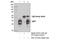 XIAP Associated Factor 1 antibody, 13805S, Cell Signaling Technology, Immunoprecipitation image 