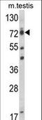 RNA polymerase II elongation factor ELL antibody, LS-C167730, Lifespan Biosciences, Western Blot image 