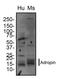 Energy Homeostasis Associated antibody, NBP1-26387, Novus Biologicals, Western Blot image 