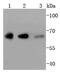 YY1 Transcription Factor antibody, NBP2-67391, Novus Biologicals, Western Blot image 
