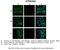 ATPase H+ Transporting V0 Subunit A2 antibody, 25-762, ProSci, Immunohistochemistry paraffin image 