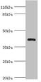 Protein NDRG2 antibody, LS-C676127, Lifespan Biosciences, Western Blot image 
