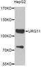 von Willebrand factor C and EGF domain-containing protein antibody, A14244, Boster Biological Technology, Western Blot image 