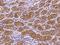 Peroxisomal Biogenesis Factor 13 antibody, 200680-T08, Sino Biological, Immunohistochemistry frozen image 
