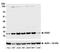 Histone H2A.x antibody, A700-059, Bethyl Labs, Western Blot image 