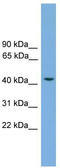 Ras association domain-containing protein 8 antibody, TA340161, Origene, Western Blot image 