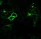 Arginine Vasopressin Receptor 1A antibody, 711640, Invitrogen Antibodies, Immunofluorescence image 