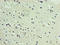 Dysbindin Domain Containing 2 antibody, LS-C372009, Lifespan Biosciences, Immunohistochemistry paraffin image 