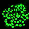 MORC Family CW-Type Zinc Finger 3 antibody, A06075-4, Boster Biological Technology, Immunofluorescence image 
