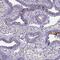 C3orf80 antibody, PA5-61518, Invitrogen Antibodies, Immunohistochemistry frozen image 
