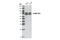 Heterogeneous Nuclear Ribonucleoprotein R antibody, 5351S, Cell Signaling Technology, Western Blot image 