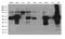 Keratin 8 antibody, GTX84247, GeneTex, Western Blot image 