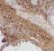 Matrix Gla protein antibody, FNab05171, FineTest, Immunohistochemistry frozen image 
