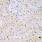 Cdc42 Guanine Nucleotide Exchange Factor 9 antibody, 23-314, ProSci, Immunohistochemistry paraffin image 