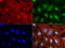 Microseminoprotein Beta antibody, LS-C796870, Lifespan Biosciences, Immunofluorescence image 