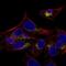 Arylsulfatase E antibody, PA5-66333, Invitrogen Antibodies, Immunofluorescence image 