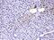 SUB1 Regulator Of Transcription antibody, PB10098, Boster Biological Technology, Immunohistochemistry frozen image 