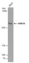 AT-Rich Interaction Domain 1A antibody, NBP2-43566, Novus Biologicals, Western Blot image 