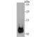 Heat Shock Protein Family E (Hsp10) Member 1 antibody, NBP2-75529, Novus Biologicals, Western Blot image 