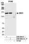 Structural Maintenance Of Chromosomes 3 antibody, A300-060A, Bethyl Labs, Immunoprecipitation image 