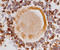 Anti-Mullerian Hormone Receptor Type 2 antibody, AF4749, R&D Systems, Immunohistochemistry frozen image 