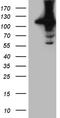 HECT Domain And Ankyrin Repeat Containing E3 Ubiquitin Protein Ligase 1 antibody, TA810113, Origene, Western Blot image 