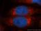 Peroxiredoxin 4 antibody, 10703-1-AP, Proteintech Group, Immunofluorescence image 