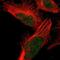 Urp antibody, NBP1-87223, Novus Biologicals, Immunofluorescence image 
