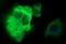 Phospholipase A And Acyltransferase 3 antibody, LS-C788358, Lifespan Biosciences, Immunofluorescence image 