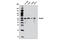 SMAD Family Member 1 antibody, 6944P, Cell Signaling Technology, Western Blot image 