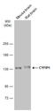 Cytoplasmic FMR1 Interacting Protein 1 antibody, GTX122467, GeneTex, Western Blot image 