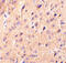 Cerebellin 1 Precursor antibody, 3589, ProSci, Immunohistochemistry paraffin image 