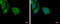 Translocase Of Outer Mitochondrial Membrane 40 Like antibody, GTX120372, GeneTex, Immunofluorescence image 